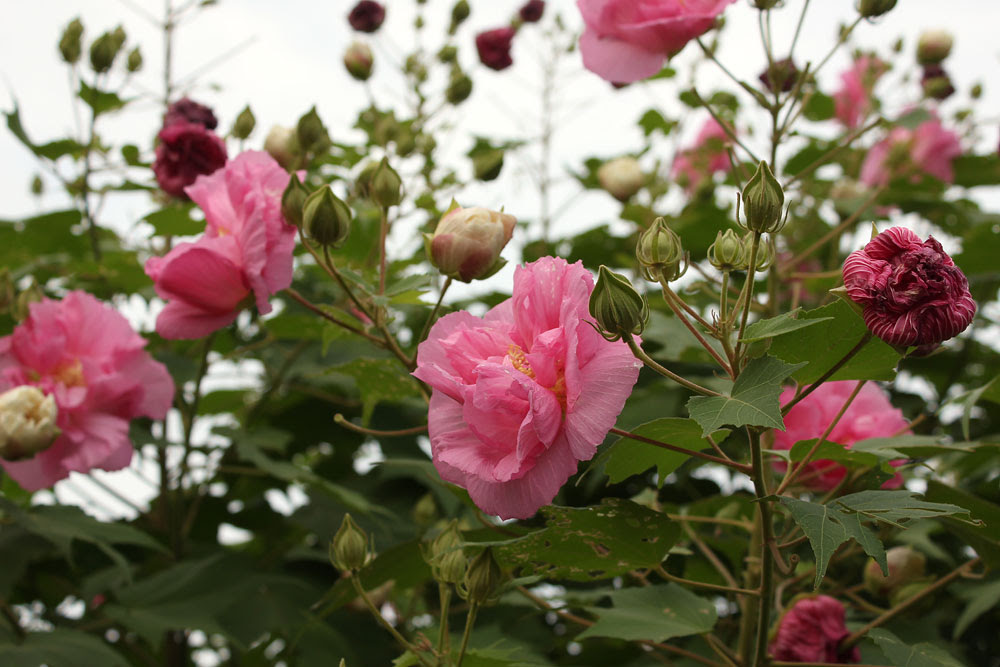 お花の写真集 スイフヨウ 酔芙蓉