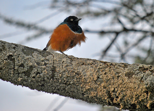 SafariBirds-28