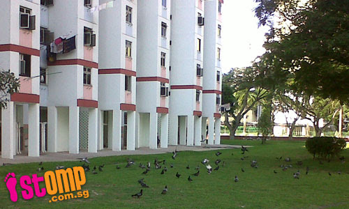  TC and NEA have yet to solve pigeon population problem