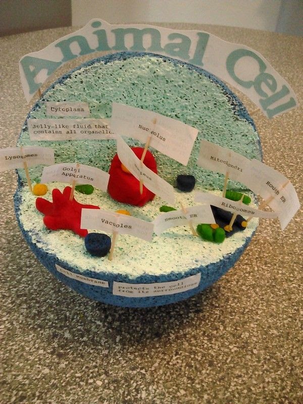 Animal Cell Gelatin Model / 3D Animal Cell Biology Project | Animal cell project ... / These are specialized parts inside a living cell.