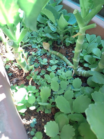 子宝草の森。