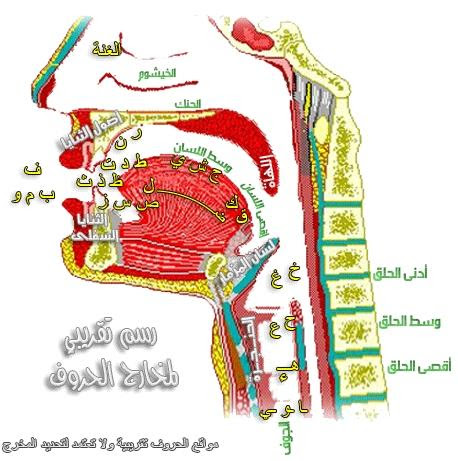 Quran makharij arabic alphabet makharij images pics