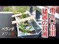 [10000ダウンロード済み√] メダカ ベランダ飼育 261132-メダカ ベランダ飼育