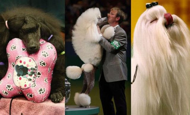 Hilarious Dog Haircuts (49 pics)