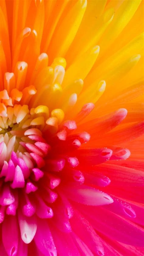 colorful tropical flowers iphone   wallpaper