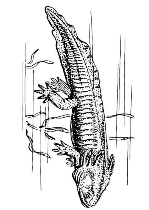 coloring page axolotl img