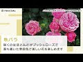 [最も好ましい] バラ の 咲き 方 281577-バラの咲き方のタイプ別まとめ