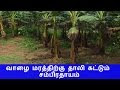 வாழை மரத்திற்கு தாலி கட்டும் சம்பிரதாயம்