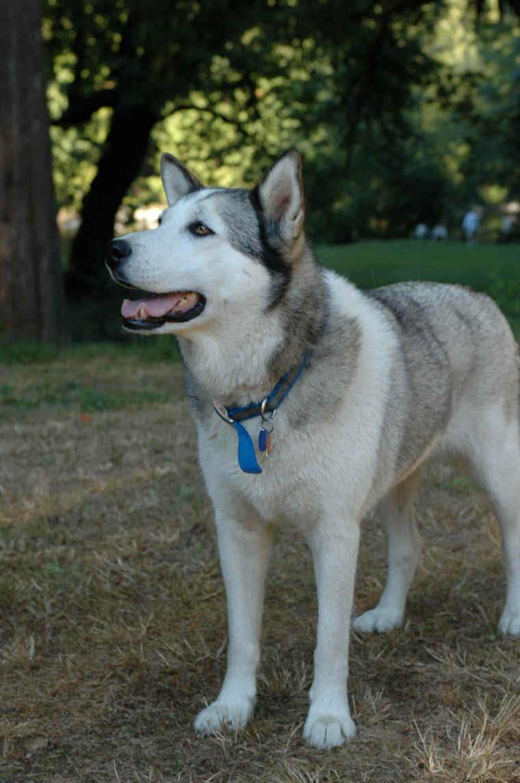 Domestic Dog Photos Animals in the Wild Wildlife