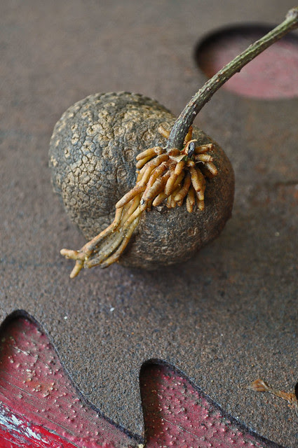 Dioscorea bulbifera
