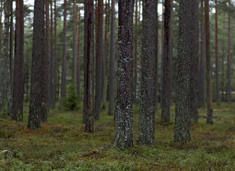 In the forest