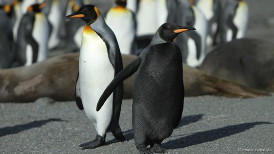 突然変異で真っ黒の体になってしまったペンギンがかっこよすぎる Netgeek