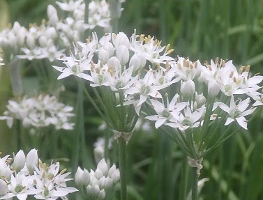 ニラの花 塾長の徒然草