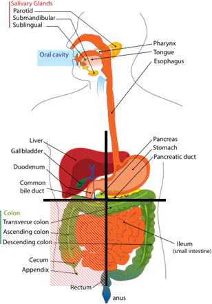Abdomen (Belly) Location, Organs and Bloated Tummy Causes ...