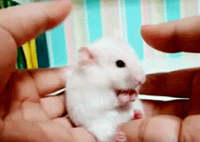 shocked gerbil GIF