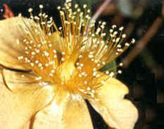 Androceo poliadelfo de Hypericum