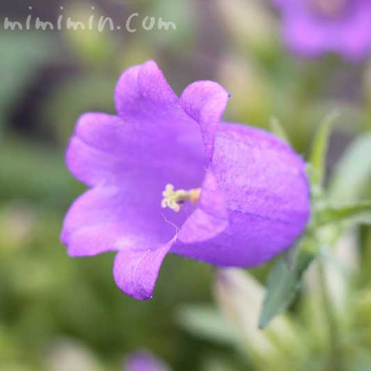 カンパニュラの花言葉 名前の由来 みみみんブログ