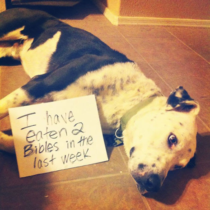 Dog Shaming