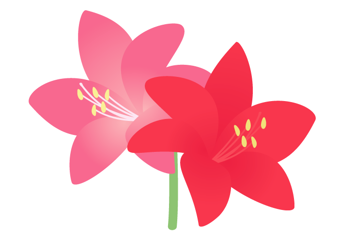 アマリリスの花 無料で高品質なフリーイラスト