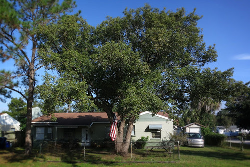 The Family Camphor Tree