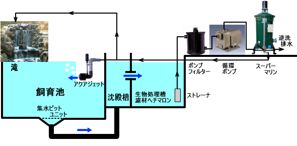 水造りの重要性 錦鯉を買う前にまず水を飼え 造園 池の構造など錦鯉を飼う池の基本知識