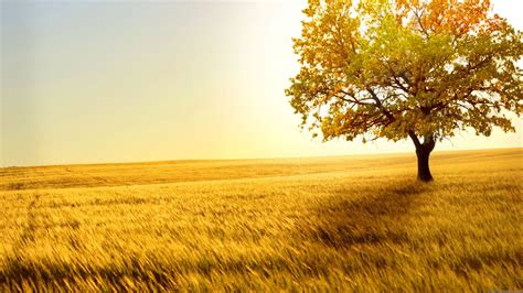 cool collection  desktop wallpaper  wow style