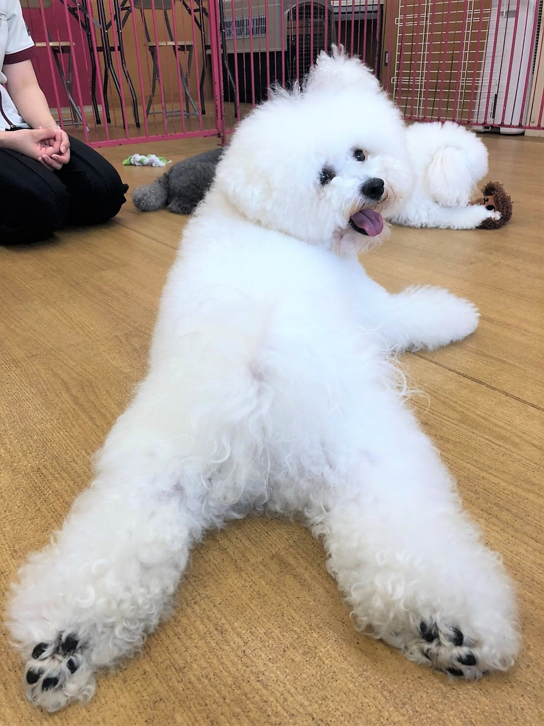 ビション フリーゼって知ってますか Campus Snap