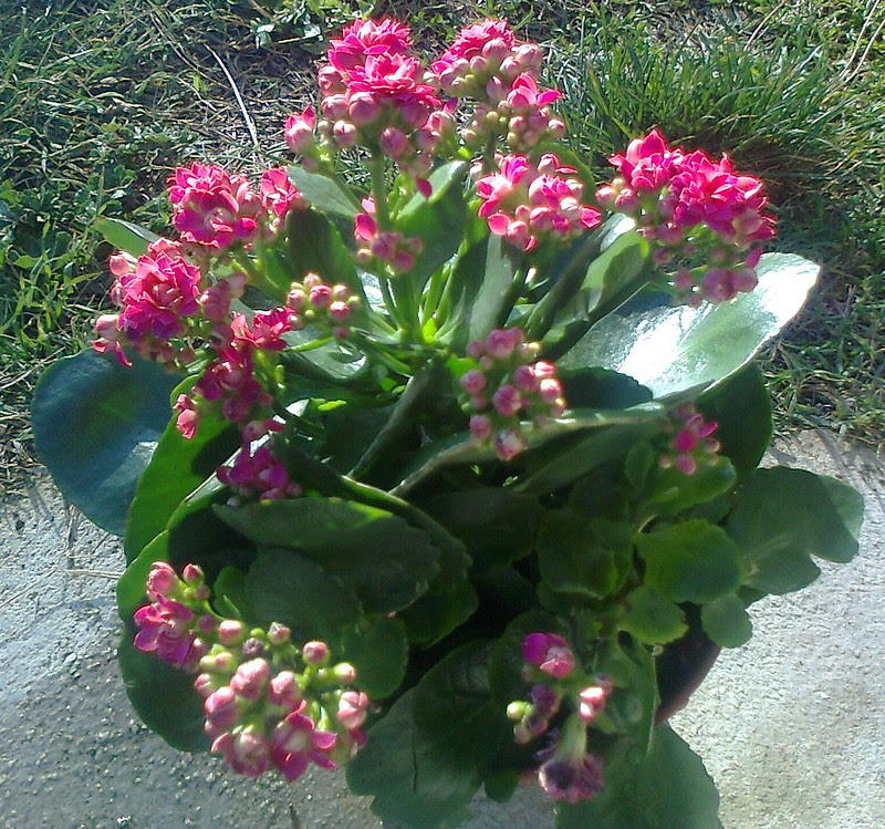 Pianta Grassa Con Fiori Gialli A Grappolo - Piante da vaso ...