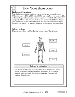 5th grade science worksheets parts of the human skeleton