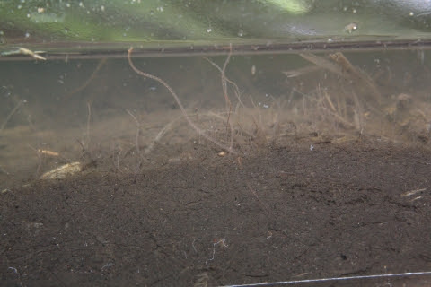 イトミミズの大きさ 不耕起栽培に挑戦中