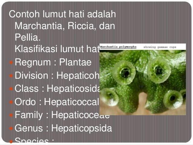Klasifikasi tumbuhan