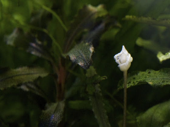 ブセファランドラの花 アクア アルモール