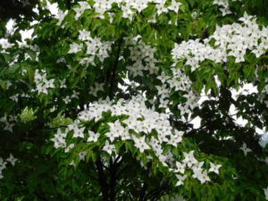 ヤマボウシの花 花言葉 友情 ヴィレッジ女神湖