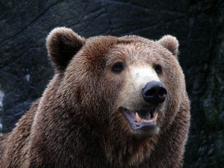 oso pardo