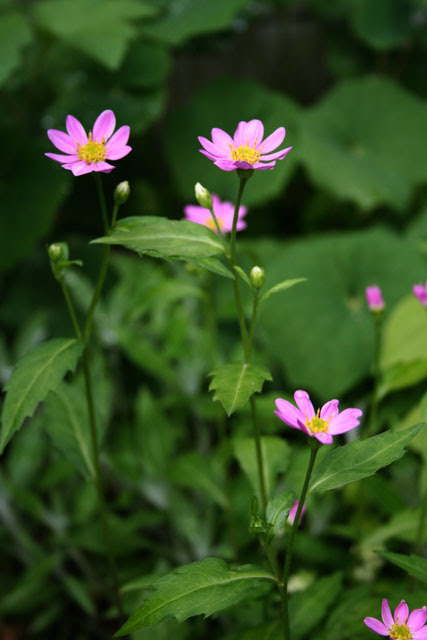 四季の山野草図鑑 ミヤコワスレ 都忘れ
