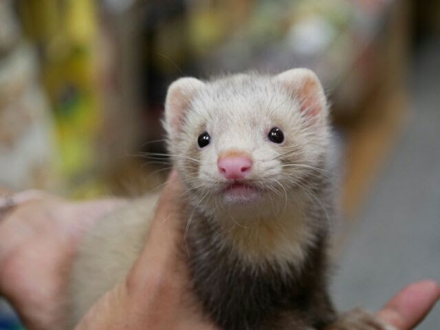 可愛いフェレットが 入りました ペットショップふじやのブログ