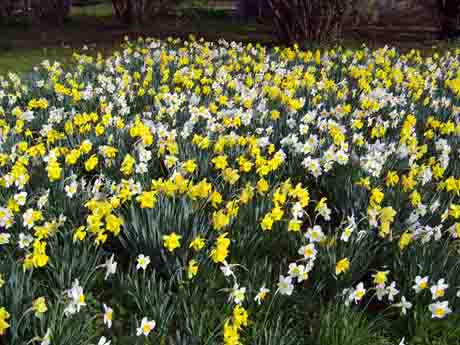 The following picture shows an Easter flower arrangement with daffodils and 