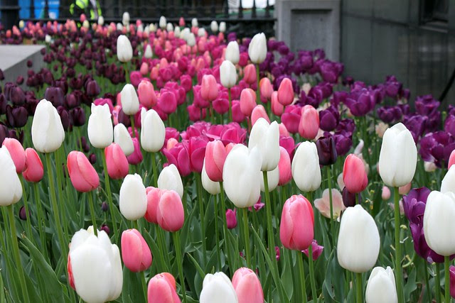 Beautiful Tulips