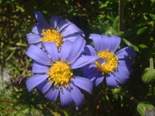 ブルーデージーの育て方 ヤサシイエンゲイ