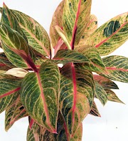 Inspirasi 24+ Aglaonema Plant Care