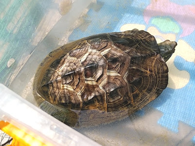 カメはオスがいなくても卵を産む 無精卵を産む前の兆候と産んだ時の対処法とは わんにゃんうぇぶ ペットと一緒に暮らせる住まいが もっと身近になるように 住まいをよく知る不動産広告会社が所沢から発信