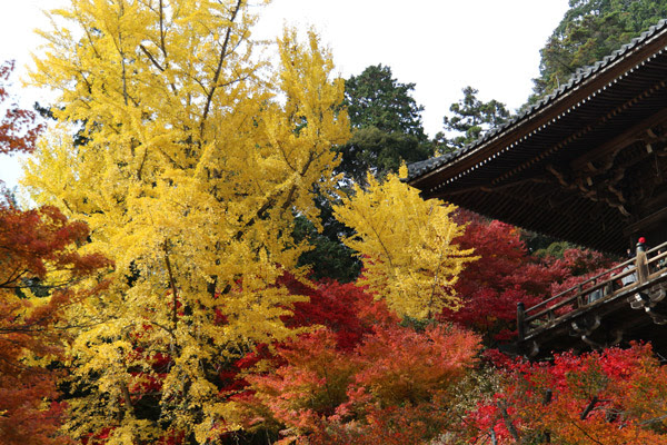 Report 紅葉の書写山円教寺を巡ってきました その1 Otsnews お寺さんニュース