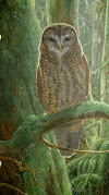 Health Topics For Kids / Spotted Owl - Art by Barry Kent MacKay: An All-Creatures.org Art and