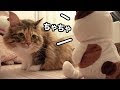 上 しゃべる ぬいぐるみ 猫 268462-しゃべる ぬいぐるみ 猫