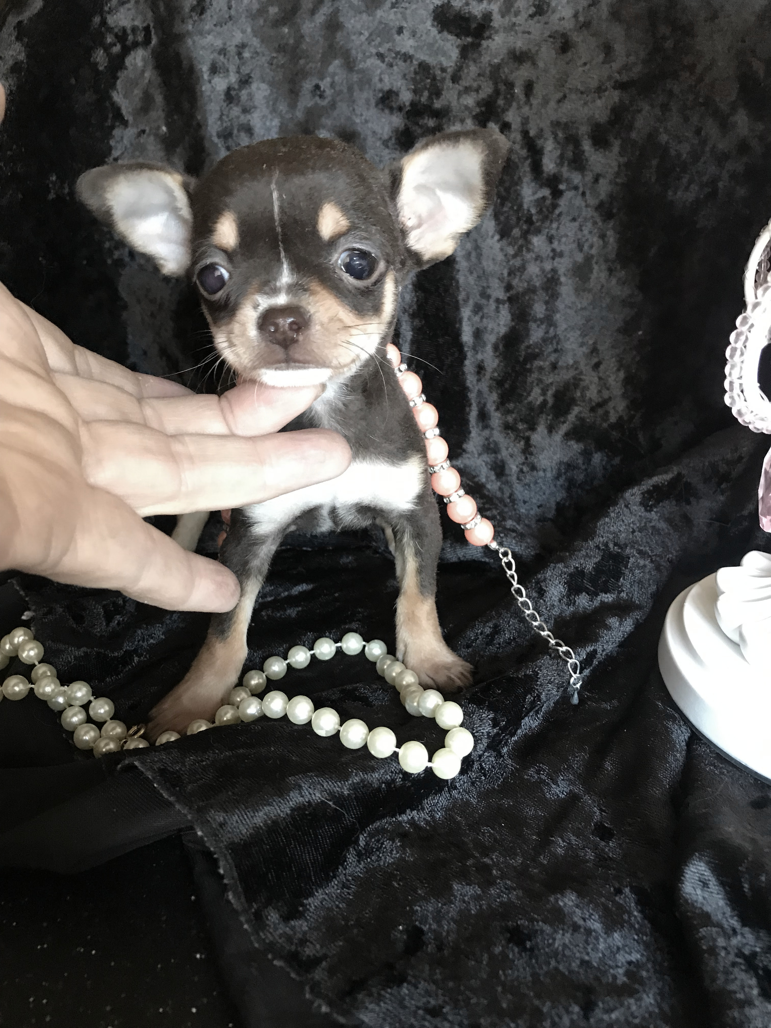 Teacup Chihuahuas Puppies For SaleApplehead Chihuahua