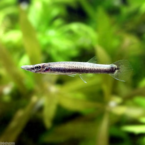 60cm水槽で飼える肉食魚8選 特徴と飼育方法も合わせて解説します トロピカ