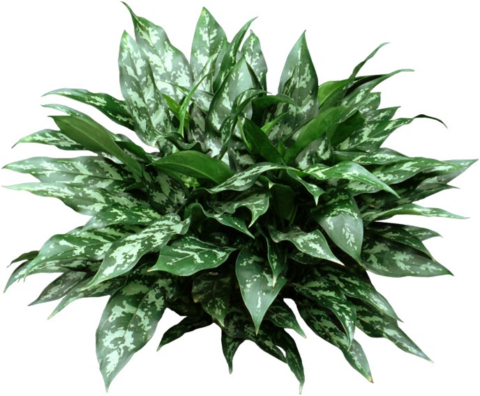 Chinese Evergreen Plant - HousePlant Care Tips ...