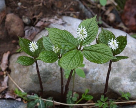 ４月３日 ヒトリシズカ 花の俳句