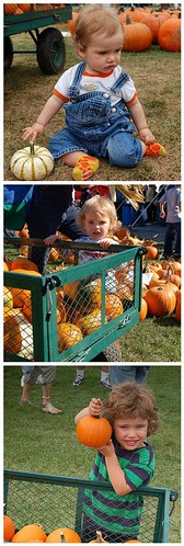 same cart pumpkin