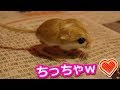 [最も欲しかった] 小さい 小動物 可愛い動物 136691